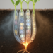 Environmentally regulated cell state splits Arabidopsis root lineages