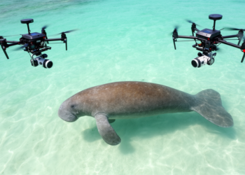 Dual drones improve curved-body measurements of swimming dugongs