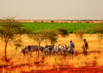 Senegal herders reinvent cattle breeding around the Great Green Wall