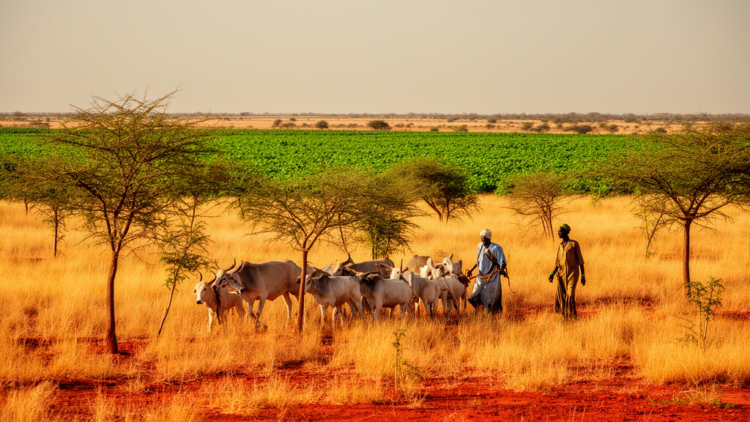 Senegal herders reinvent cattle breeding around the Great Green Wall