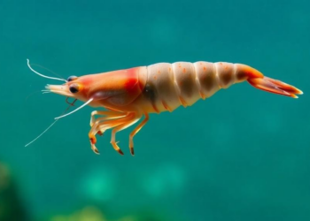 Rising Temperatures Disable the Viruses That Keep Shrimp Guts Healthy