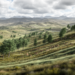 Landscape thinking models adaptation in turbulent environments