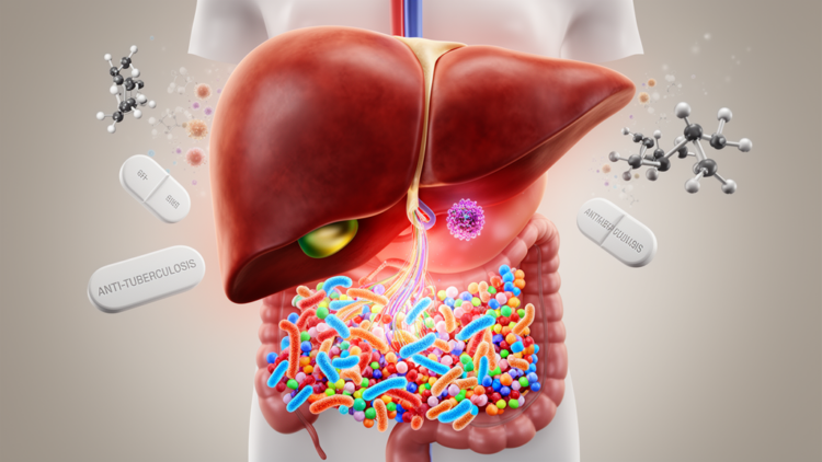 Research report: Modulation of anti-tuberculosis drug-induced liver injury by gut microbiota metabolites: Insights from network pharmacology