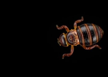 Ghana’s Palm Weevil Larvae Pack Protein but Carry Heavy Metal Concerns