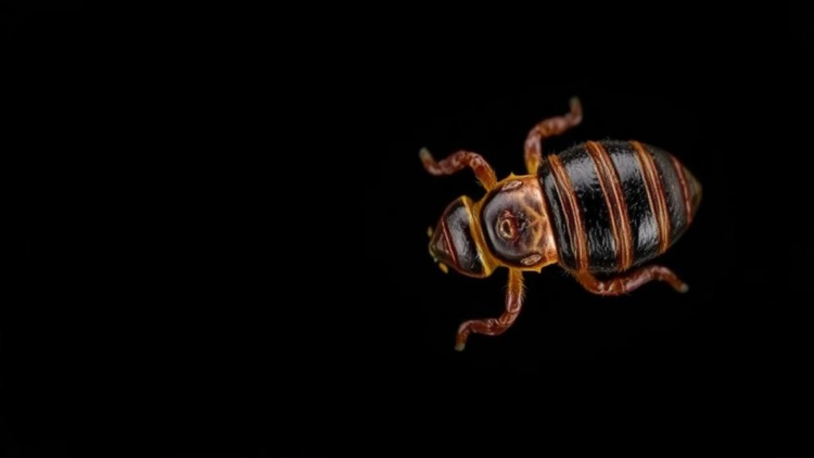 Ghana’s Palm Weevil Larvae Pack Protein but Carry Heavy Metal Concerns