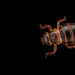 Ghana’s Palm Weevil Larvae Pack Protein but Carry Heavy Metal Concerns