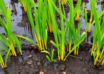Sedge Roots Supercharge Peatland Carbon Loss by Priming Anoxic Decomposition