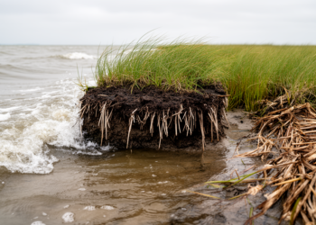 Salt-marsh soil withstands extreme waves while vegetation breaks down