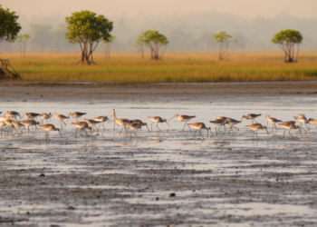 Field study reveals plant-eating godwits at Bangladesh non-breeding site