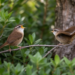 Field study finds rival arrival predicts higher female song in house wrens