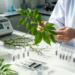 Integrated application of CBDP, iPBS, and SCoT markers with DNA barcoding enables effective classification of Chinese prickly ash (Huajiao)