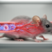 Mouse study links endothelial FoxO1 to female vascular resilience