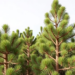Drought hits Spanish Scots pine hardest, but recovery tells a subtler story
