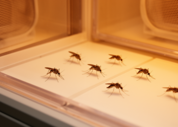 Warming Alters Mosquito Morphology, Not Transmission Risk Uniformly