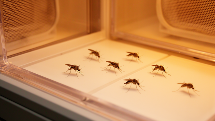 Warming Alters Mosquito Morphology, Not Transmission Risk Uniformly