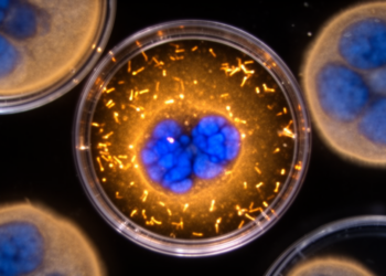 Cell study links resveratrol glucoside to mitochondrial and chromatin changes in senescence