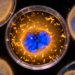 Cell study links resveratrol glucoside to mitochondrial and chromatin changes in senescence
