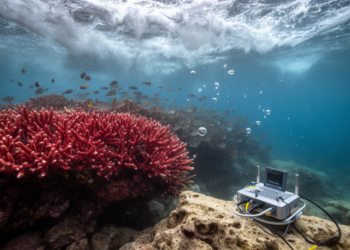 Single Red Sea storm briefly lowered reef biophony, recordings show
