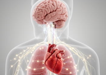 Parkinson’s disrupts brain–heart coordination, review finds