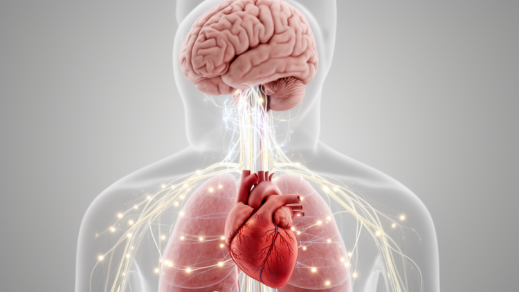 Parkinson’s disrupts brain–heart coordination, review finds