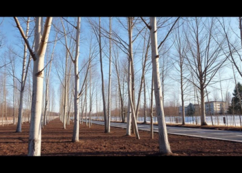 Road Sweepings Turned Into Soil Grow Healthy Silver Birch Trees in Year-Long Trial