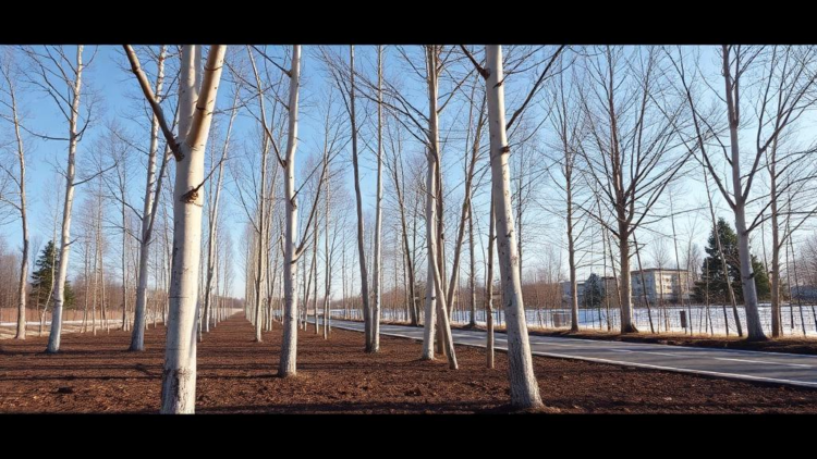 Road Sweepings Turned Into Soil Grow Healthy Silver Birch Trees in Year-Long Trial