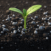 Cadmium Drives Very High Ecological Risk in Çukurova–Adana Agricultural Soils