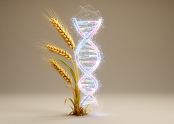 Wheat’s Hidden Genome: New Framework Aims to Turn Untapped DNA Diversity into Predictive Breeding