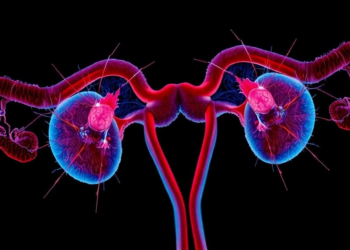 Ovarian Follicles Live or Die by a Molecular Tug-of-War, Mouse Study Finds