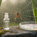 Glyphosate Weakens Spider Hunting Skills, but Antibiotics Reveal a Hidden Role for Microbes
