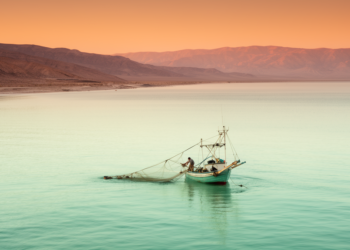 Warming Seas Shrink the Gulf of California’s Most Productive Waters, 22-Year Satellite Record Shows