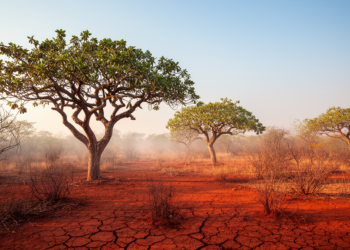 Climate Change Could Wipe Out Most Suitable Cashew Habitat in Brazil’s Caatinga