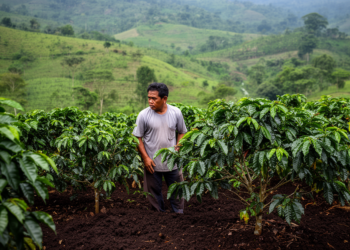 Philippine Barako Coffee Farmers Flag Shrinking Farms and Price Instability in New Survey