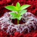 Seaweed Polysaccharides Supercharge Plant Growth and Soil Strength in Eroded Red Soil