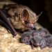 Mother bats show strongest heart rate surges to their own pups’ calls
