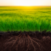 Grasslands Hold Vast Carbon Stocks but Climate Finance Overlooks Them