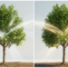 Machine Learning Reveals Male and Female Yerba Mate Trees Read Light in Radically Different Ways