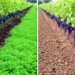 Cover Crops Improve Soil But Not Grape Yield