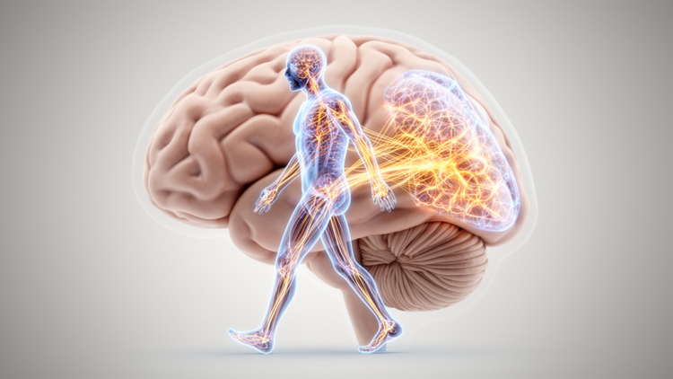 Movement Enhances Complex Pattern Learning, Study Finds