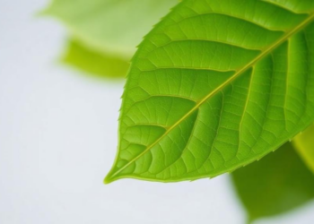 Guava Leaf Extract Yields Silver-Doped Nickel Oxide Nanoparticles That Kill Glioma Cells