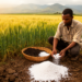Blending Mineral Fertilizer with Farmyard Manure Boosts Wheat Yields in Northwestern Ethiopia
