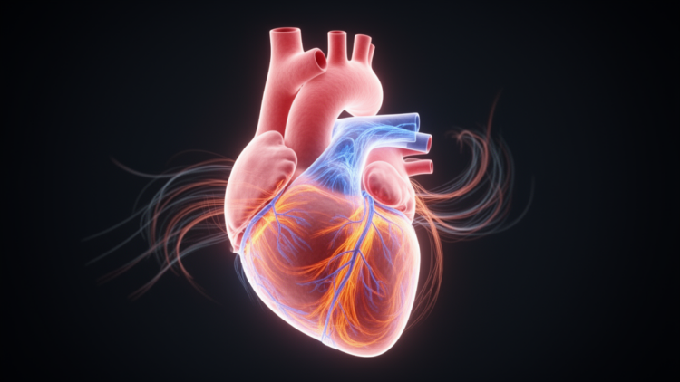 Computational framework maps fluid and solid stresses in the embryonic heart