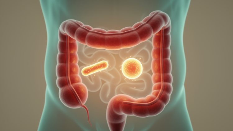 Dual-Origin Probiotic Blend Eases Gut Inflammation in Rat Colitis Model