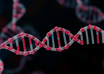 TFEB Drives Rare Kidney Cancer Growth Through a Long Non-Coding RNA Relay
