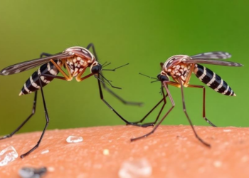 Two Malaria Mosquitoes Are Swapping Genes, Complicating Korea’s Control Efforts