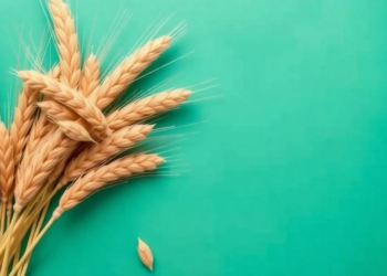 When Wheat Prices Spike, Bread Doesn’t Always Follow: New Evidence from Bosnia and Herzegovina