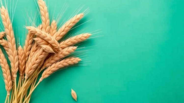When Wheat Prices Spike, Bread Doesn’t Always Follow: New Evidence from Bosnia and Herzegovina