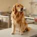 Four-Week Course of Rifaximin Leaves Fecal Microbiota of Healthy Dogs Unchanged in Pilot Trial