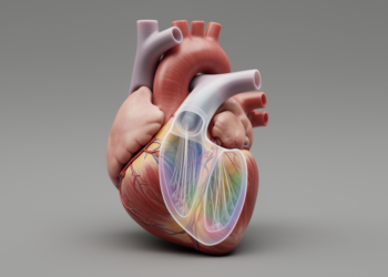 Heart Model Shows Mitral Repair Trade-offs