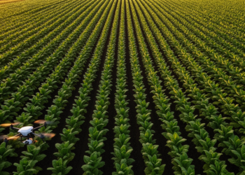 Counting Tobacco Plants From Row Lines: A Low-Cost Annotation Method for UAV Field Surveys